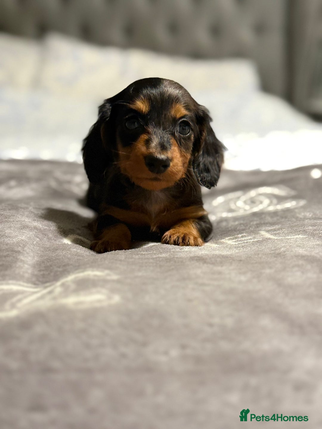 Dachshund dogs for sale: Beautiful dachshunds - Image 13