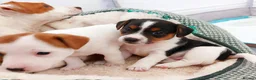 Jack Russell dogs for sale: Adorable Jack Russells - Advert 9