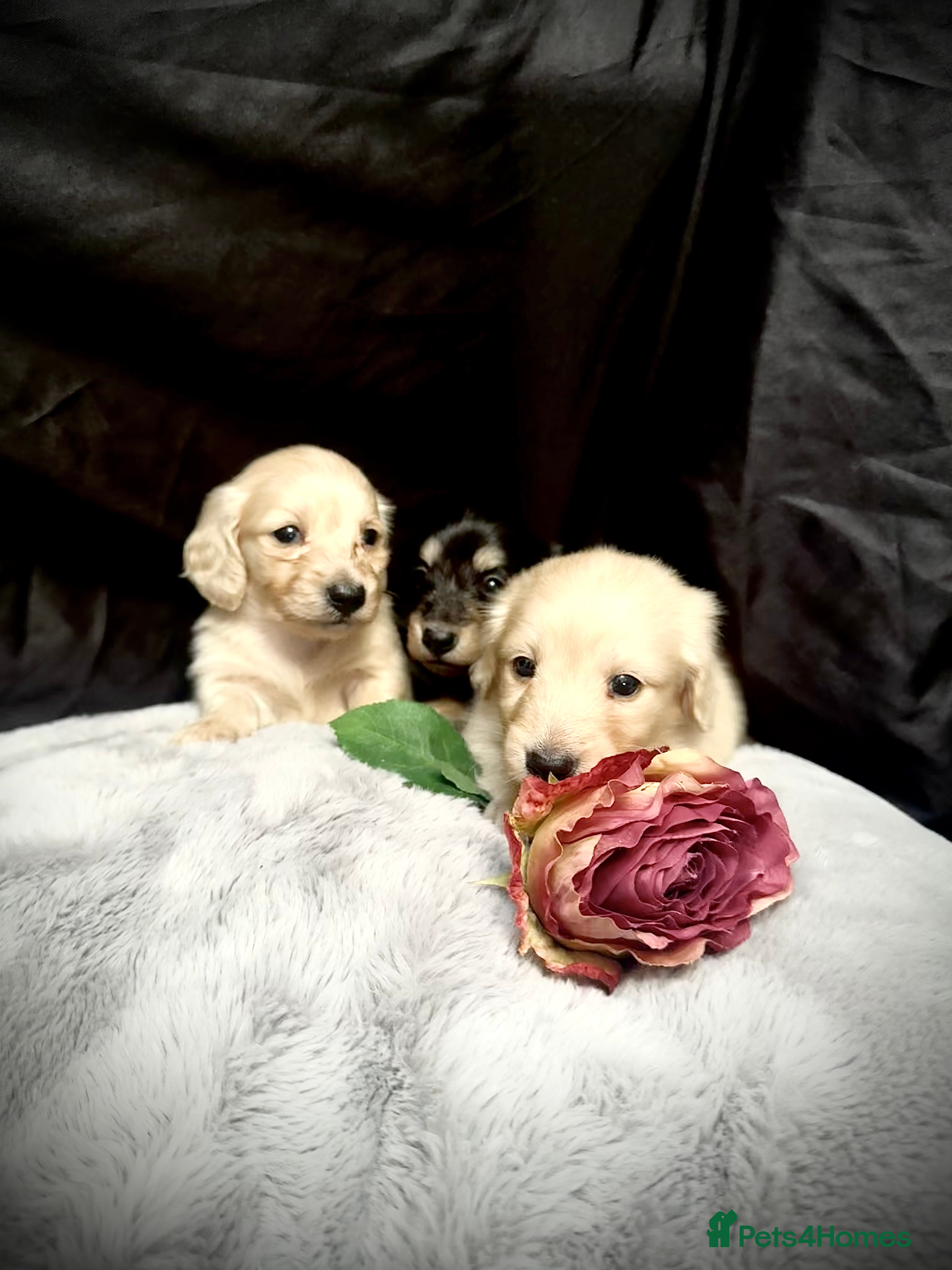 Miniature Dachshund dogs English cream miniature dachshund kc reg - Advert 3