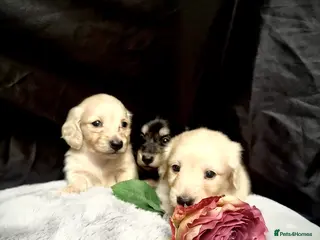 Miniature Dachshund dogs English cream miniature dachshund kc reg - Advert 3