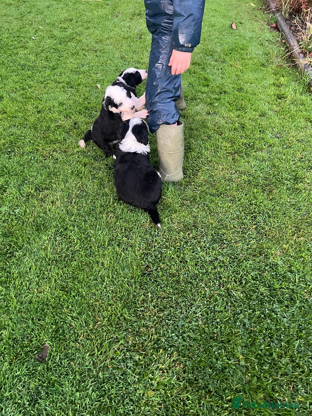 Bearded Collie dogs for sale: Six beautiful Beardie puppies for sale - Image 2