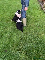Bearded Collie dogs - Advert 1