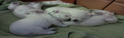 West Highland Terrier dogs for sale: Beautiful KC Registered White WestHighland Terrier - Advert 9