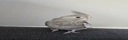 Cockatiels birds for sale: Fifi (1 year female) & Brook (10 month male) in Horsham - Advert 15