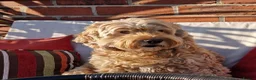 Cockapoo dogs for sale: Cockapoo male  - Advert 2