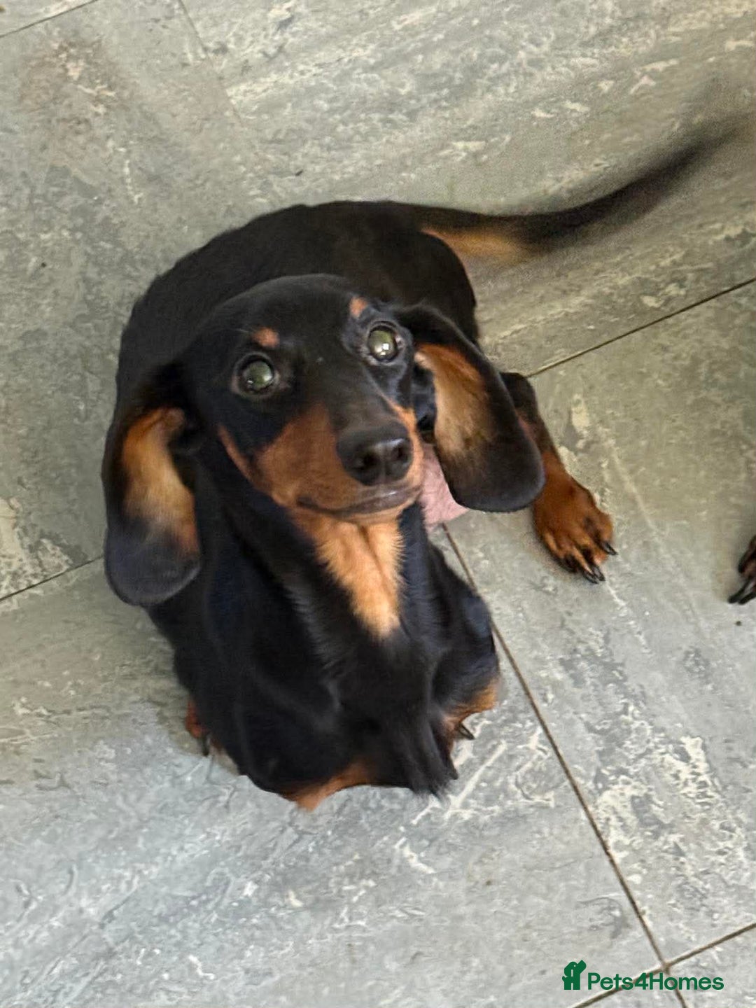 Dachshund dogs for sale: Dachshund puppies  - Advert 5