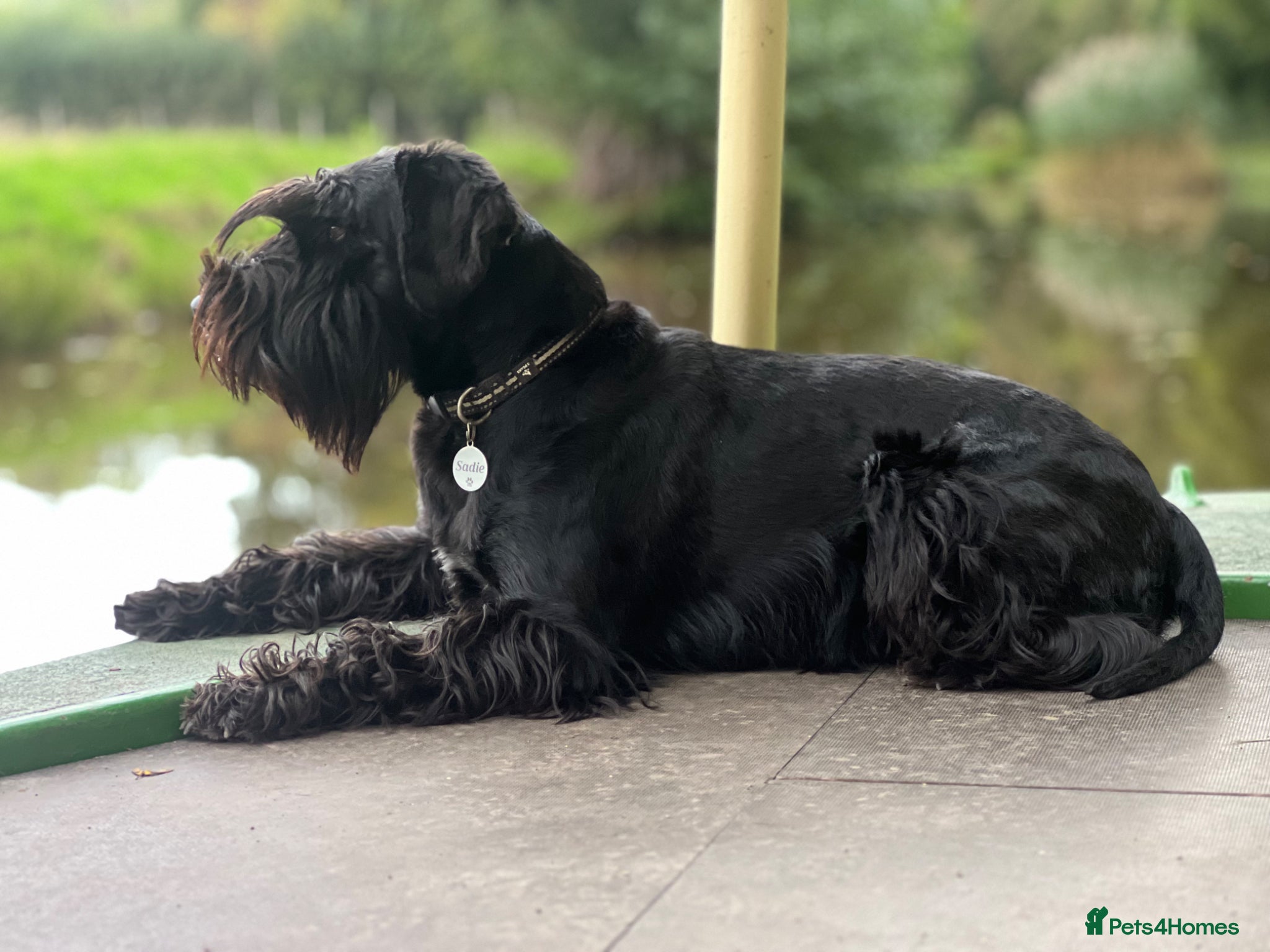 Schnauzer dogs for sale: Black Standard Schnauzer puppies - Advert 1