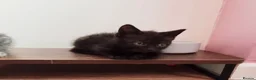 Mixed Breed cats for sale: 5 kittens, Bristol. - Advert 3