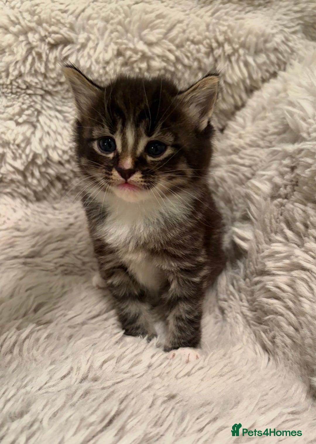 Mixed Breed cats for sale: Fluffy gorgeous mix of kittens - Advert 4