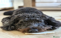 Mixed Breed dogs for sale: Cockapoo for Sale - Image 4