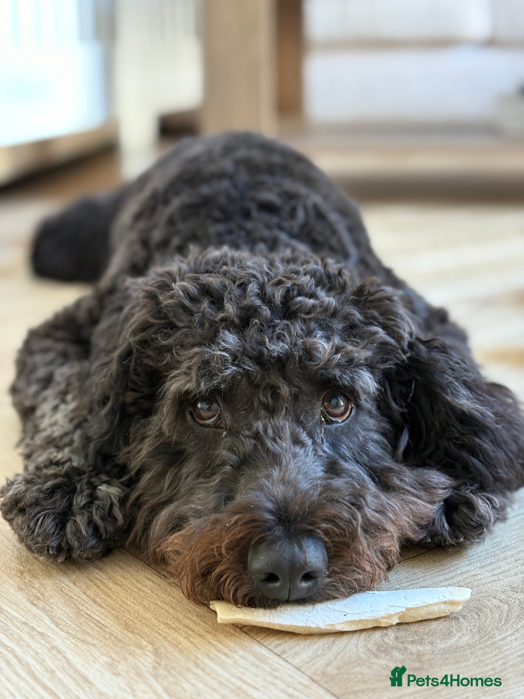 Mixed Breed dogs for sale: Cockapoo for Sale - Image 4
