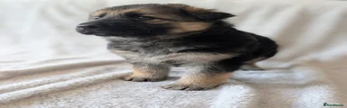 Female German Shepherd Puppy
