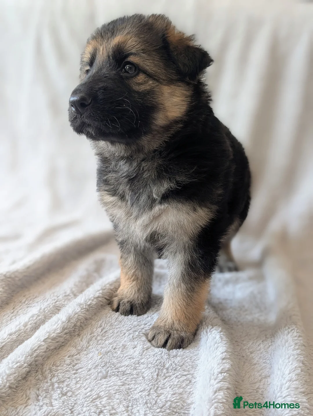 German Shepherd dogs for sale: KC Registered German Shepherd Puppies 🐾  - Advert 27