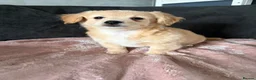 Mixed Breed dogs for sale: 💖 Mini Dachsund x Pomeranian Puppies 💙 - Advert 4