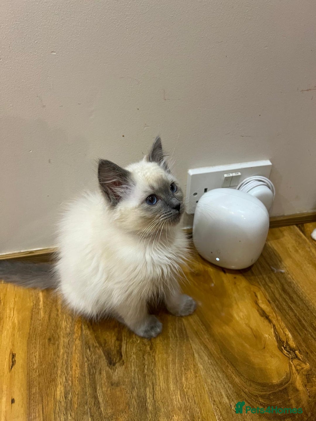 Ragdoll cats for sale: GCCF Registered Kittens*Ready to go* - Advert 5