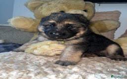 German Shepherd dogs for sale: 🏆quality KC registered long haired GSD pups🏆 - Image 3