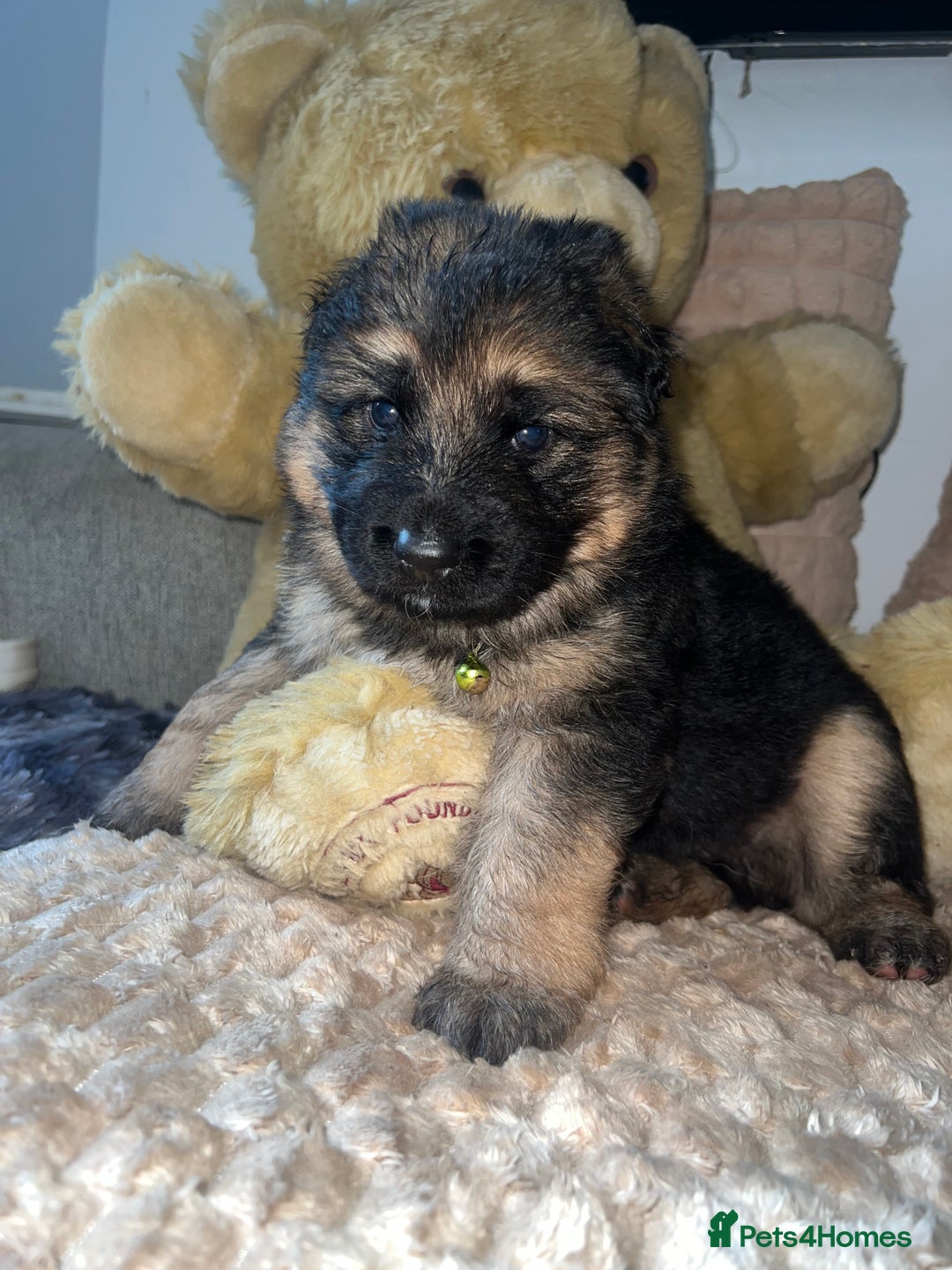 German Shepherd dogs for sale: 🏆quality KC registered long haired GSD pups🏆 - Image 3