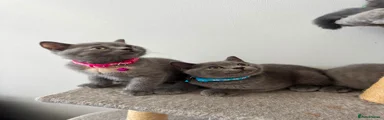 British Shorthair 2