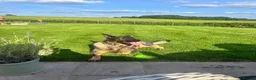 German Shepherd dogs for sale: German shepherd- female 6 years old in Ashbourne - Advert 3