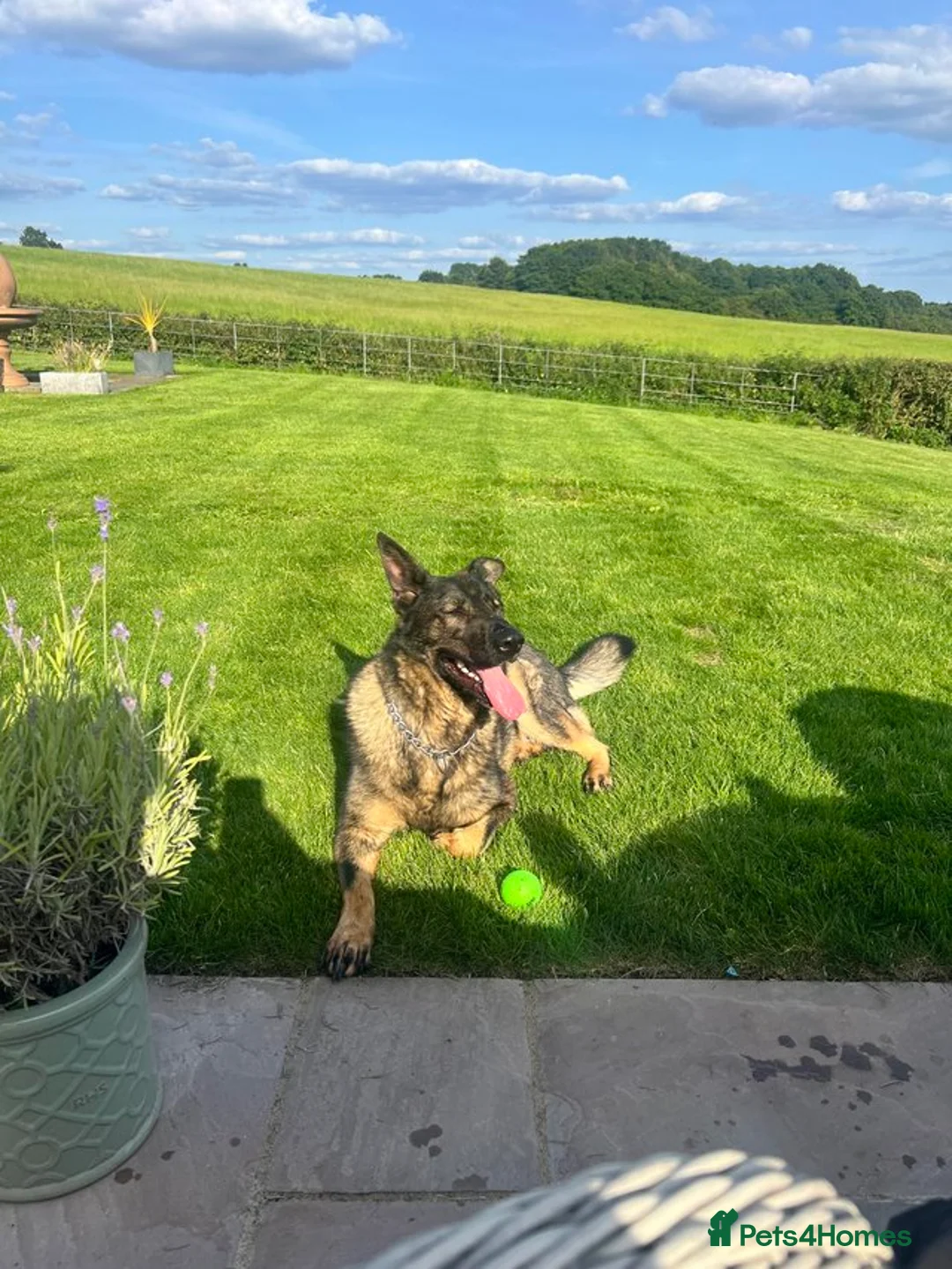 German Shepherd dogs for sale: German shepherd- female 6 years old in Ashbourne - Advert 3