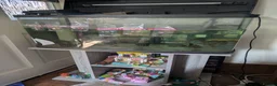 Axolotl reptiles for sale: Beautiful Pink/white axolotl in Chelmsford - Advert 1