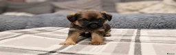 Border Terrier dogs for stud: K.c reg, Red Grizzle Border Terrier STUD ONLY in Uckfield - Advert 13