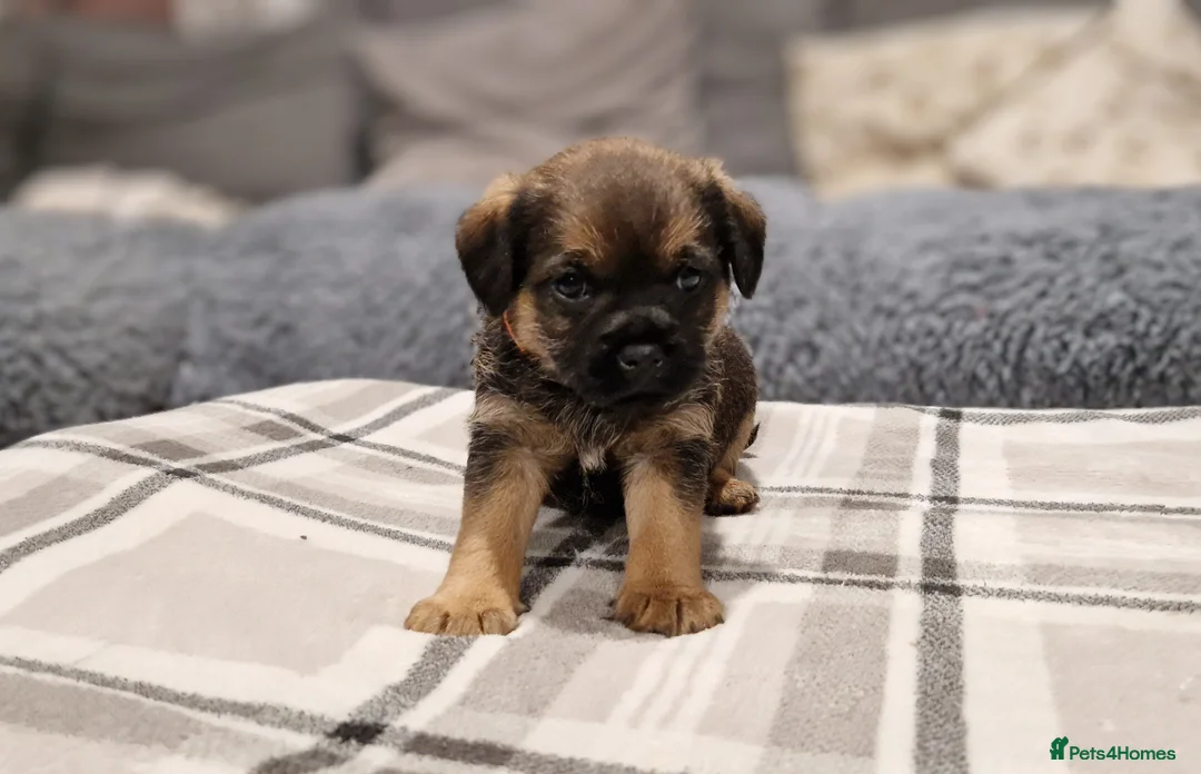 Border Terrier dogs for stud: K.c reg, Red Grizzle Border Terrier STUD ONLY in Uckfield - Advert 13