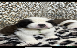 Saint Bernard dogs for sale: Rough male ready to leave  - Image 7