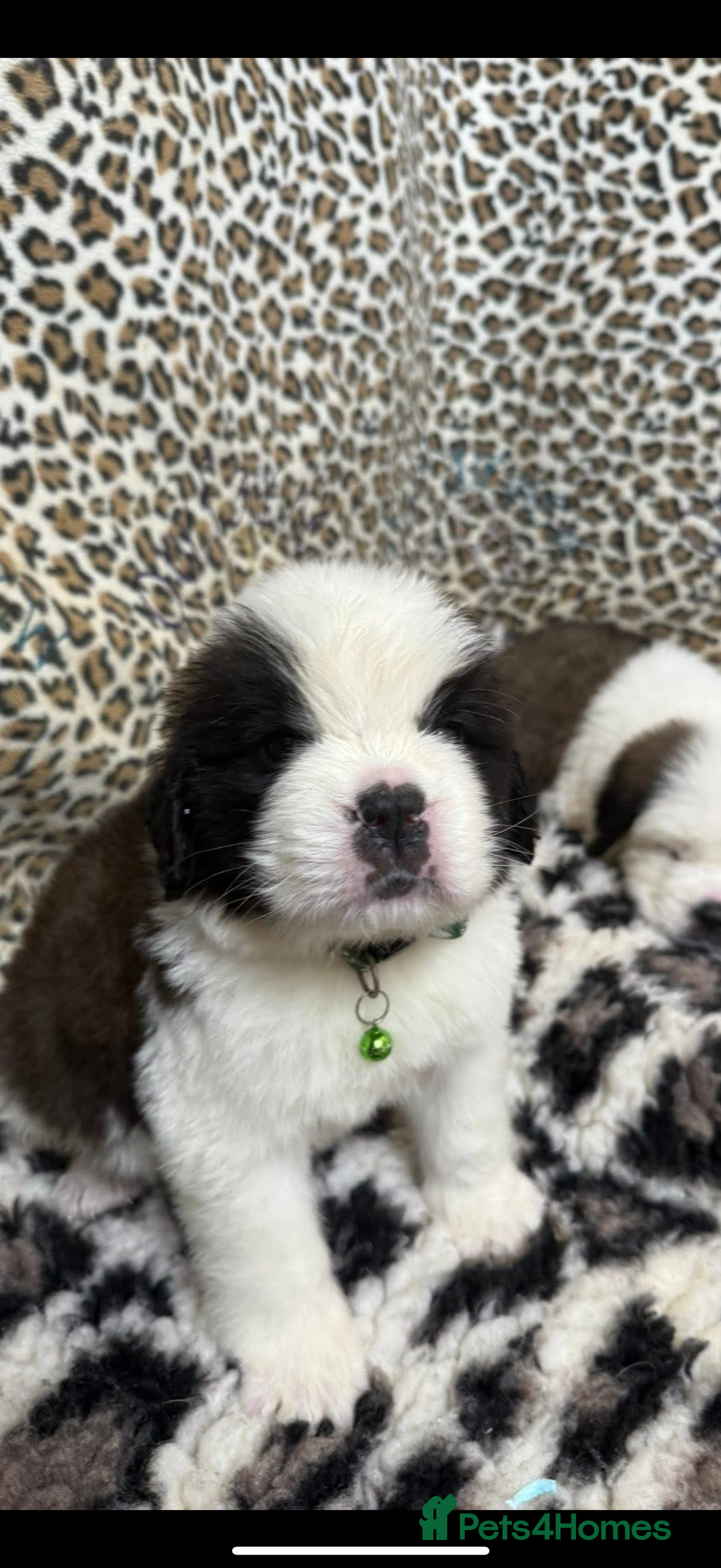 Saint Bernard dogs for sale: Rough male ready to leave  - Image 7
