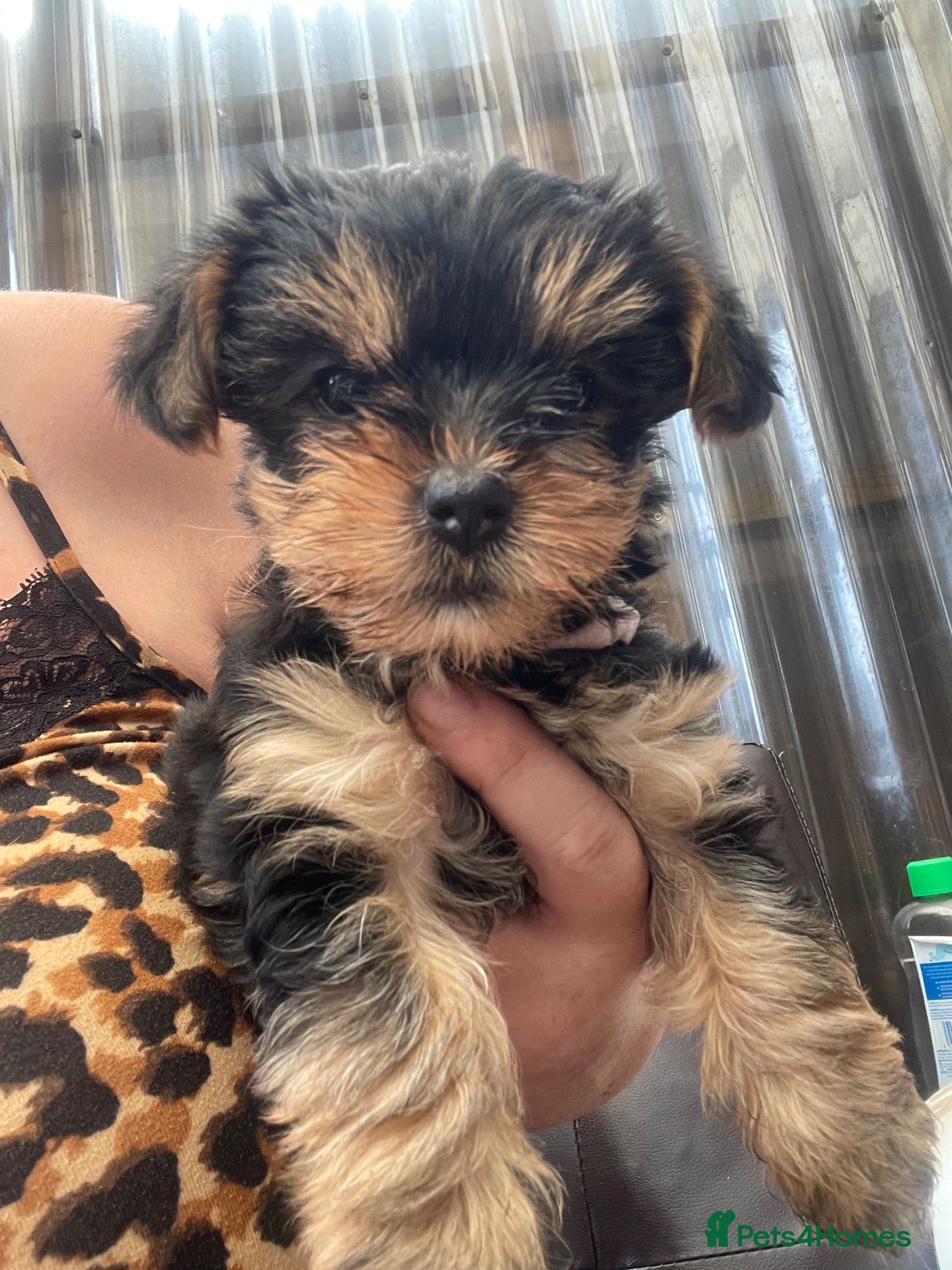 Yorkshire Terrier dogs Yorkshire Terrier puppies 🐶  - Advert 2