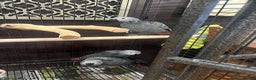 Parrots birds for sale: Hand Fed African Grey Babies - Advert 3