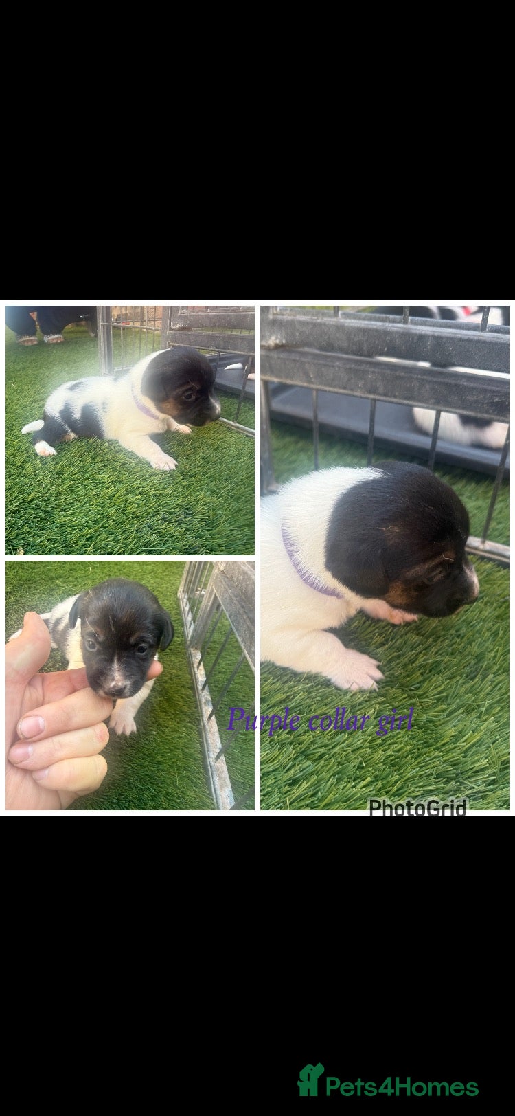 Jack Russell dogs 3 stunning jack russell puppies  - Advert 6