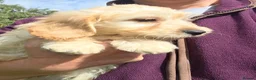 Cavapoo dogs for sale: Cavapoo Pups Bred From Health Tested Parents - Advert 12
