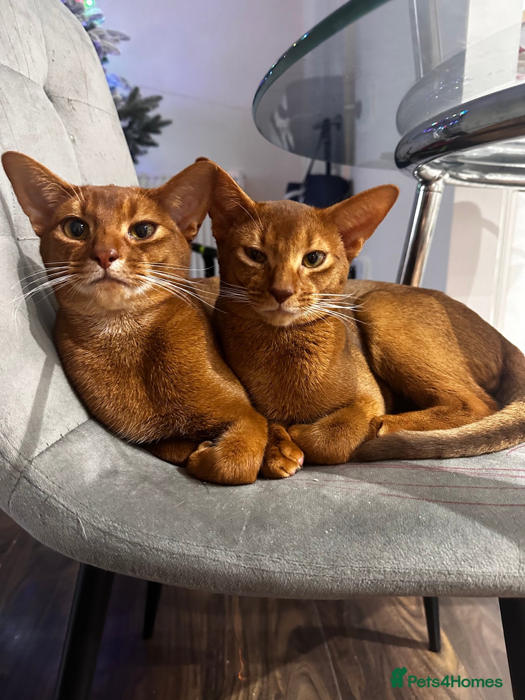 Abyssinian cats for sale: 🥰Active TICA registered Abyssinian male 🐈‍⬛  - Advert 8