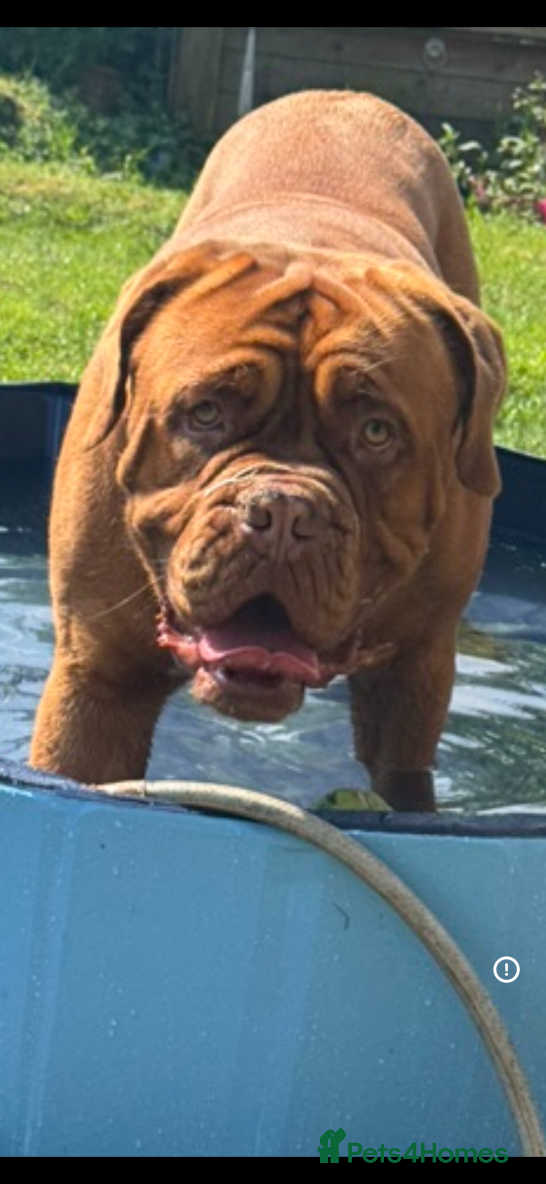 Dogue De Bordeaux dogs for stud: *** Ready to stud *** - Image 8
