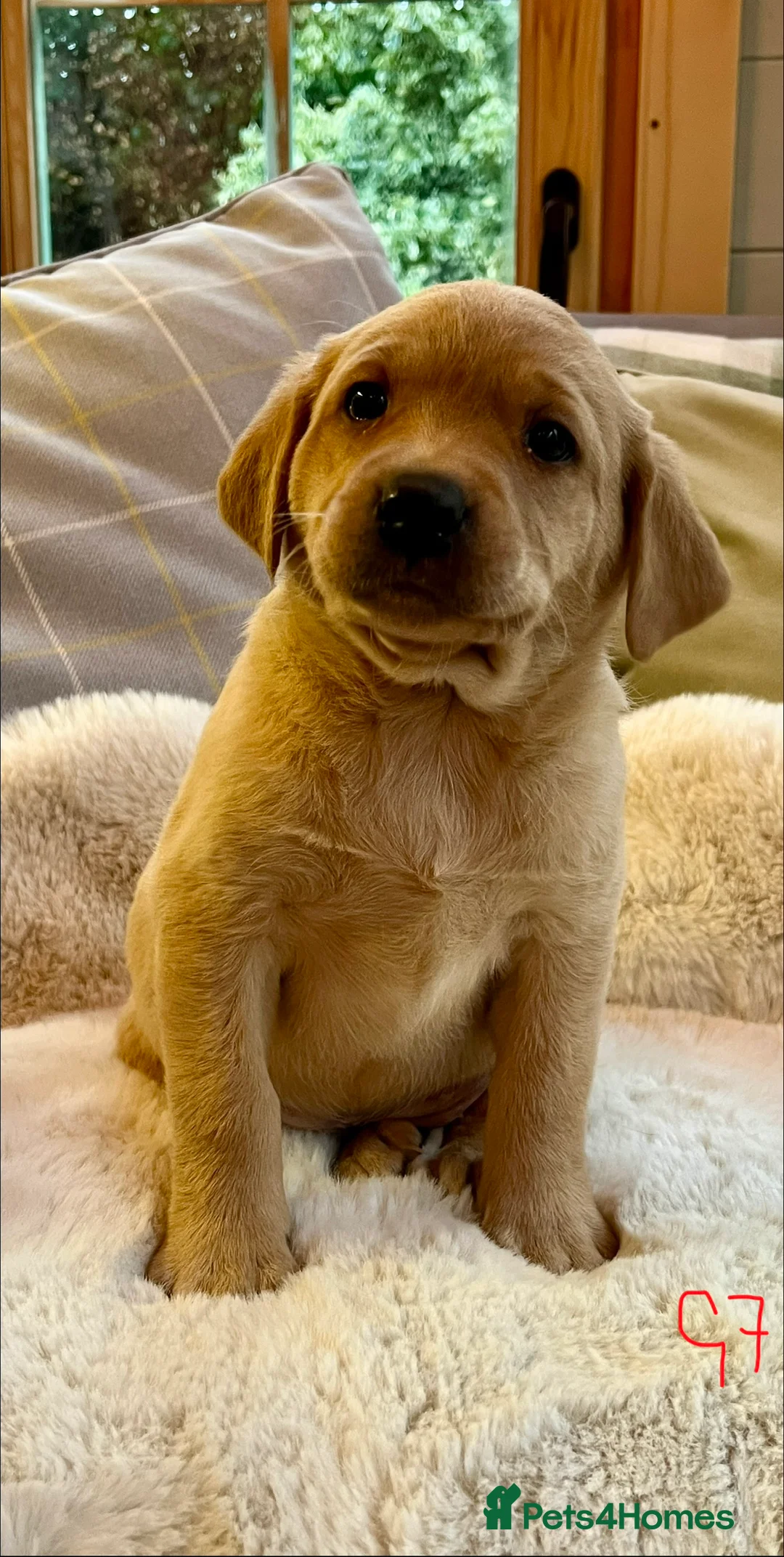 Labrador Retriever dogs for sale: KC reg fox red Labradors  - Advert 16