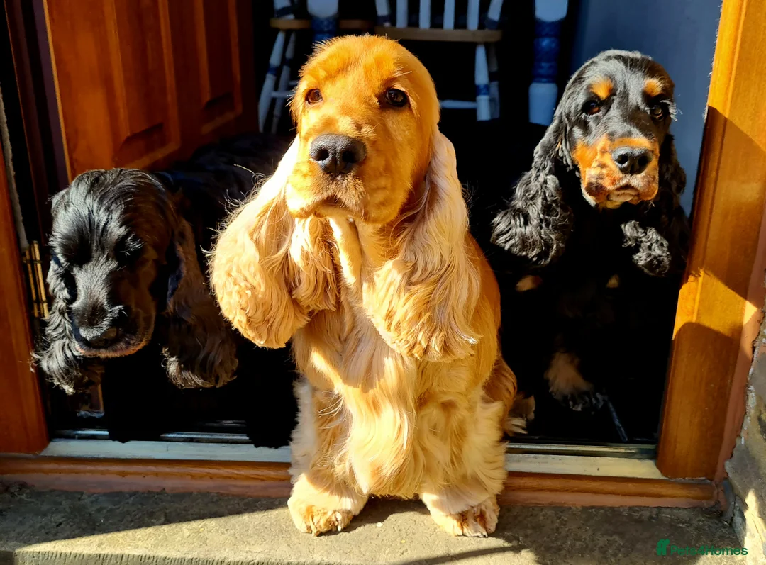 Cocker Spaniel dogs for stud: Outstanding Show Cocker for stud  - Advert 8