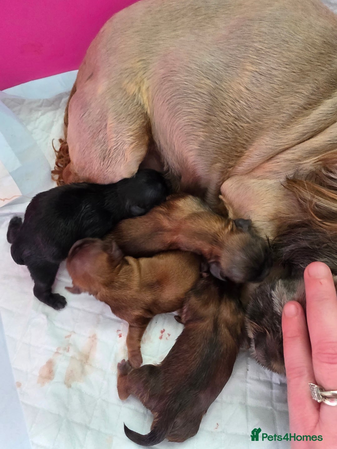 Shih Tzu dogs for sale: Stunning full pedigree miniature shih tzu puppies  - Image 9