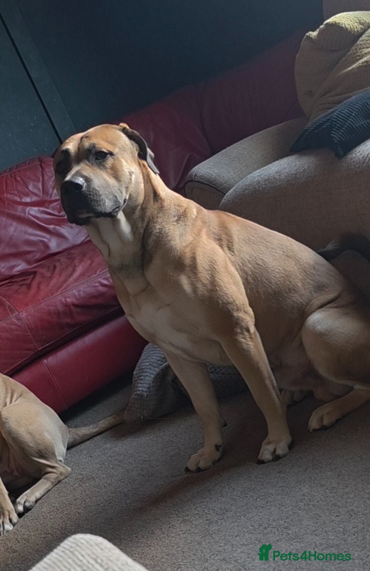 Mixed Breed dogs Lab cross Presa needs new home - Advert 15