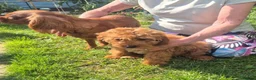 Cavapoo dogs for sale: 8 stunning Cavapoo 🐕‍🦺 puppies 🐕‍🦺 - Advert 12
