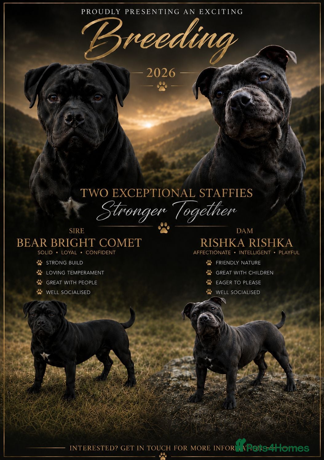 Staffordshire Bull Terrier dogs 3 Staffordshire bull terrier pups, girls - Advert 2
