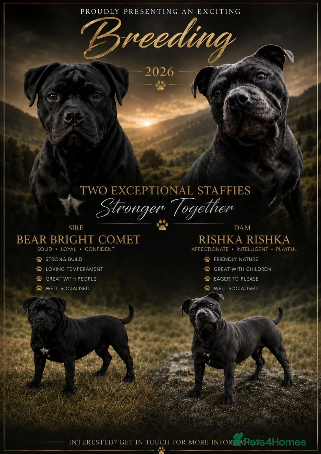Staffordshire Bull Terrier dogs for sale: 3 Staffordshire bull terrier pups, girls in Abertillery - Advert 1