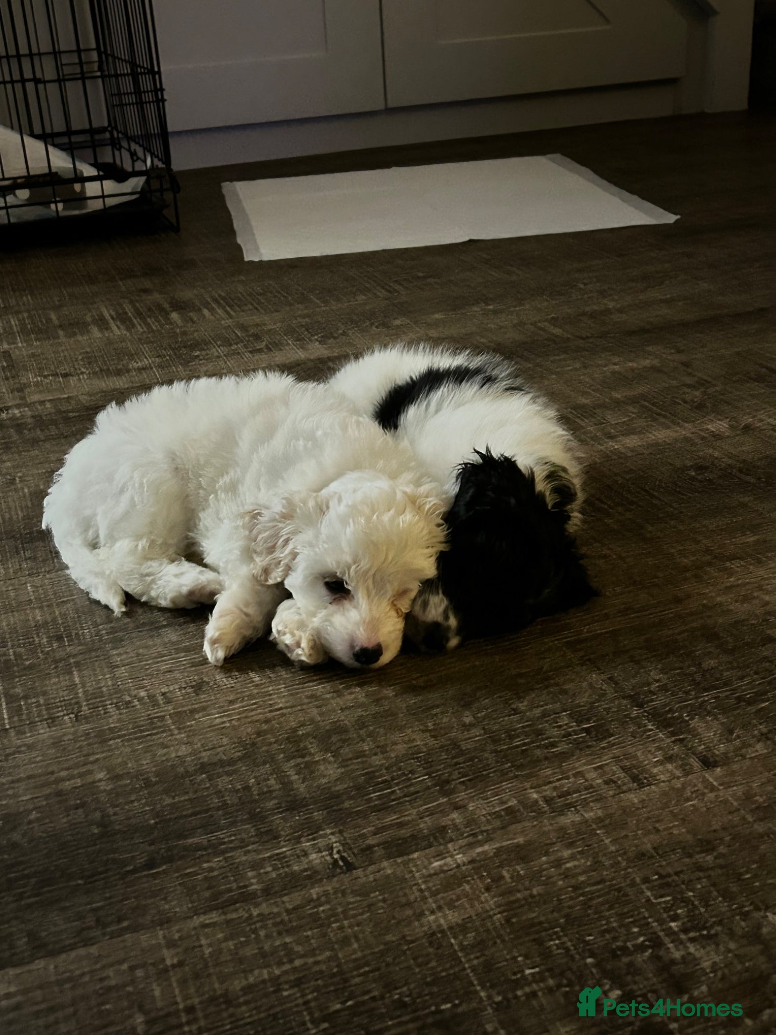 Mixed Breed dogs Last 2 Shihpoo X Sproodle pups - Advert 3