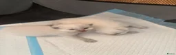 Ragdoll cats for sale: Beautiful Pure Ragdoll kittens - Advert 11