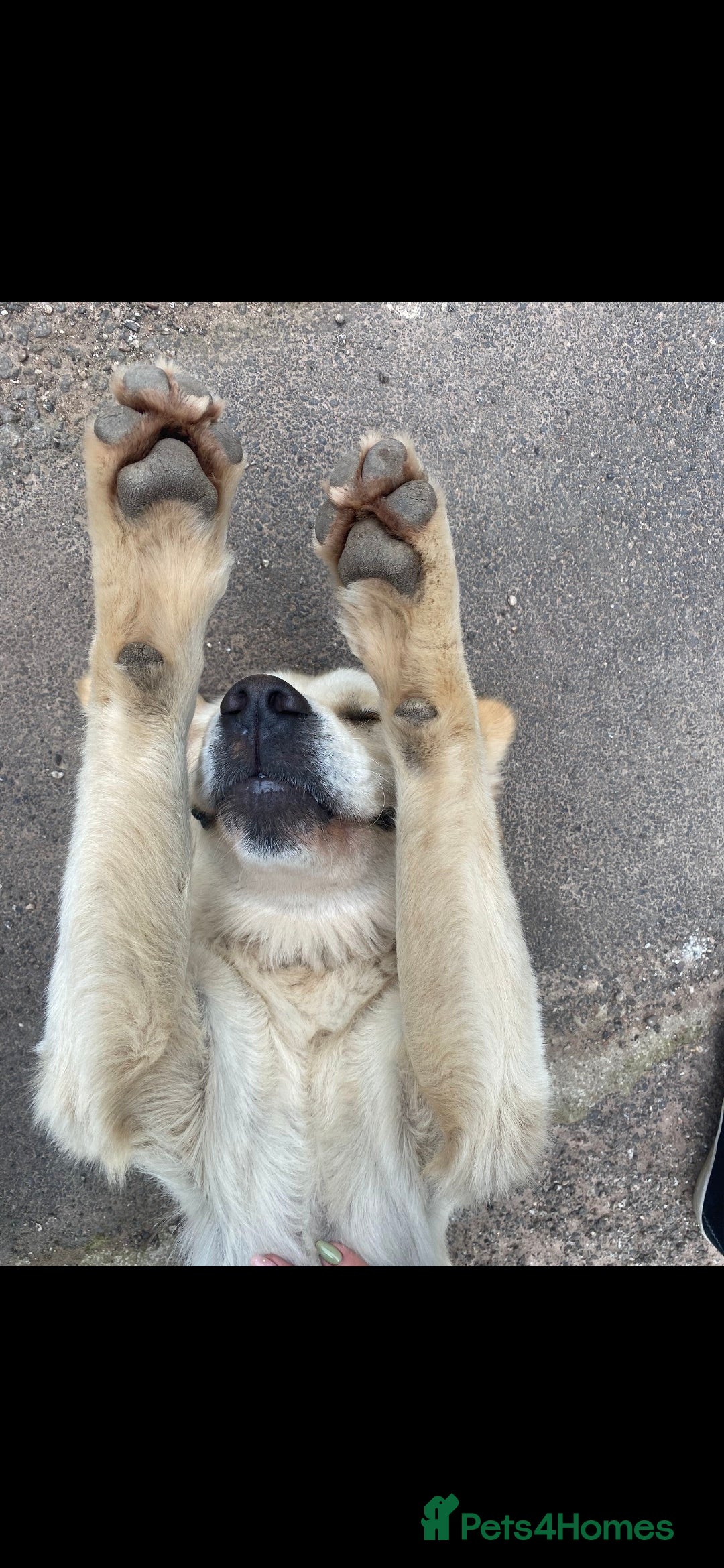 Golden Retriever dogs for sale: KC reg golden retriever puppies - Advert 21