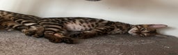 Bengal cats for sale: Stunning full pedigree registered bengal kittens  - Advert 11