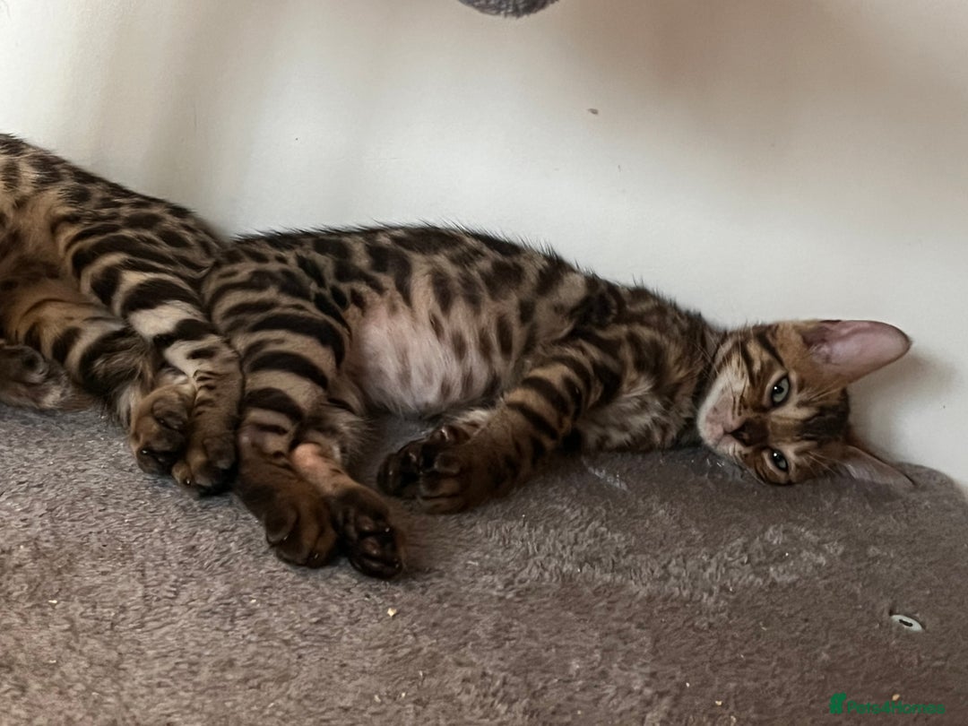 Bengal cats for sale: Stunning full pedigree registered bengal kittens  - Advert 11