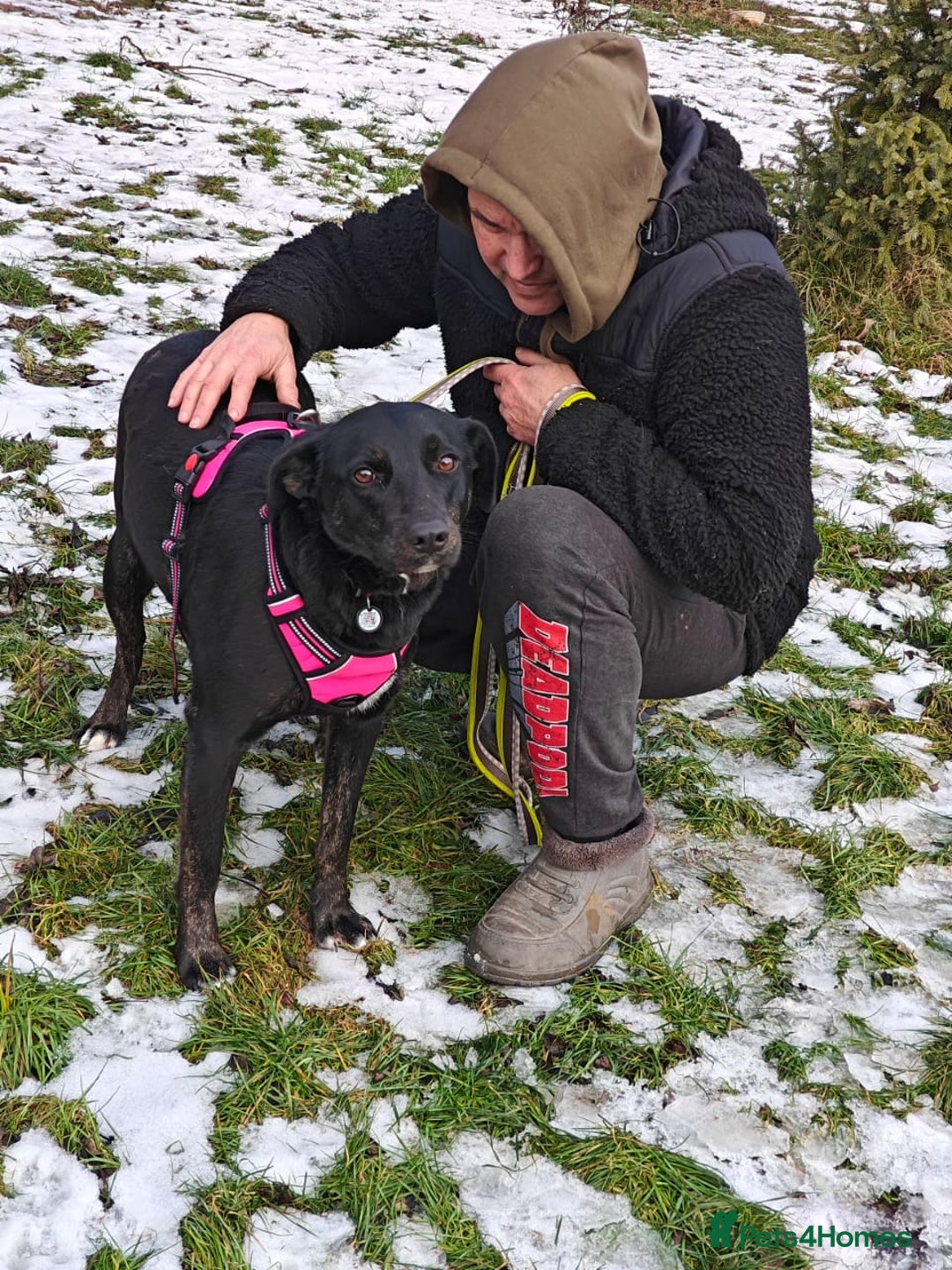 Mixed Breed dogs for adoption: ❤️Blacky❤️1.5 yo upper-medium girl-Labrador cross - Advert 23
