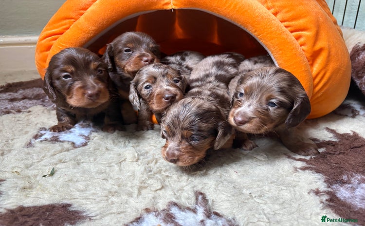 Miniature Dachshund dogs - Advert 2