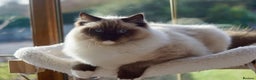 Ragdoll cats for sale: Pedigree Adult Ragdolls  - Advert 24